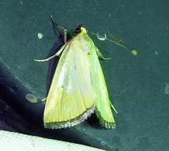 Marimatha nigrofimbria