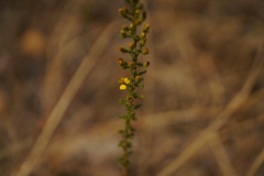 Holocarpha virgata virgata