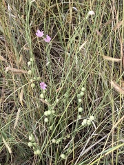 Stephanomeria pauciflora