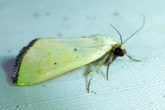 Marimatha nigrofimbria