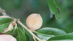 Disholcaspis cinerosa
