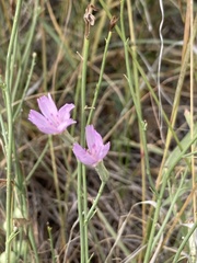 Stephanomeria pauciflora