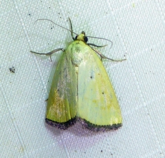 Marimatha nigrofimbria