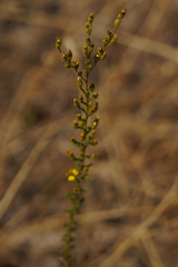 Holocarpha virgata virgata