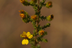 Holocarpha virgata virgata
