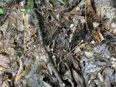 Marasmius capillaris