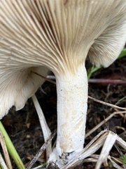 Clitopilus