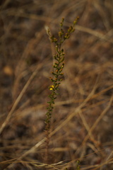 Holocarpha virgata virgata