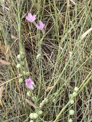 Stephanomeria pauciflora