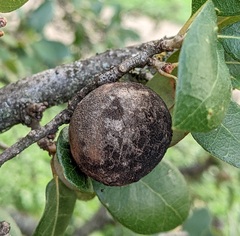 Disholcaspis cinerosa
