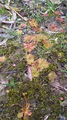 Drosera whittakeri