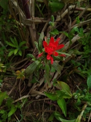 Castilleja scorzonerifolia