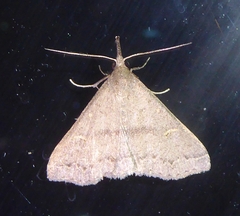 Renia adspergillus