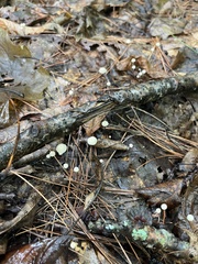 Marasmius capillaris