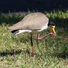 Vanellus miles novaehollandiae