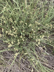 Brickellia eupatorioides
