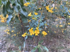 Pultenaea