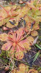 Drosera whittakeri