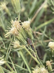 Brickellia eupatorioides