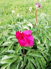 Paeonia officinalis