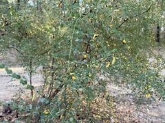 Bossiaea rhombifolia