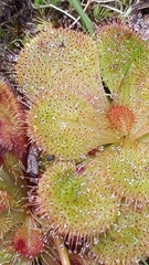 Drosera whittakeri