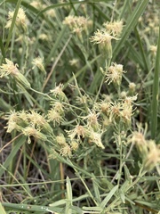 Brickellia eupatorioides