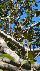 Sphecotheres vieilloti