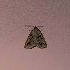 Herminodes atrosignata