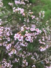 Thryptomene