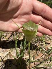 Pterostylis baptistii