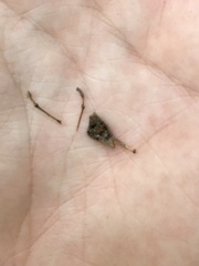 Desmodium cuspidatum