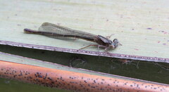 Xanthocnemis zealandica