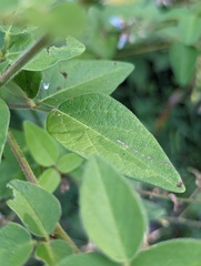 Desmodium