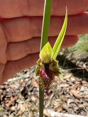 Calochilus campestris