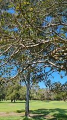 Sphecotheres vieilloti