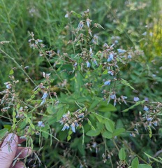 Desmodium