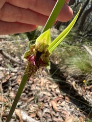 Calochilus campestris
