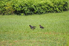 Acridotheres javanicus