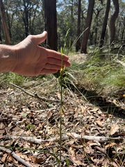 Calochilus campestris