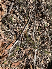 Calochilus campestris