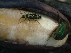 Placosternus difficilis