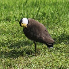 Vanellus miles novaehollandiae