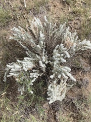 Krascheninnikovia lanata