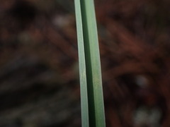 Calochortus macrocarpus