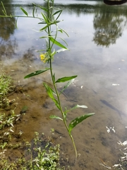 Erysimum cheiranthoides