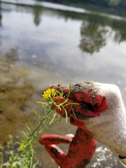 Erysimum cheiranthoides