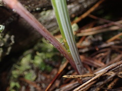 Calochortus macrocarpus