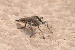 Triorla interrupta