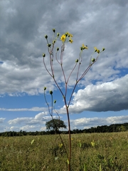 Silphium terebinthinaceum